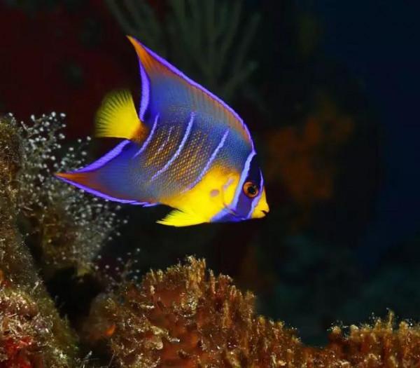 70種珍貴的魚欣賞（圖）