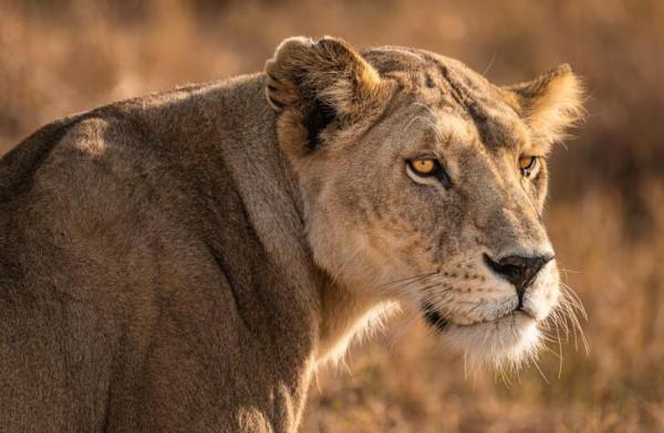 人類明明體格不壯,力量也不強,為什麼卻長著頂級捕獵者的眼睛? 人類明明體格不壯,力量也不強,為什麼卻長著頂級捕獵者的眼睛?