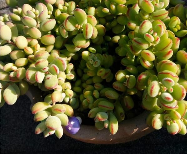 天涼，多肉進入生長“快車道”，滿足5點，莖葉長得又壯又美