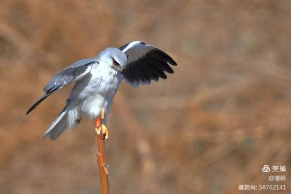 俊美空中小霸主“黑翅鳶”