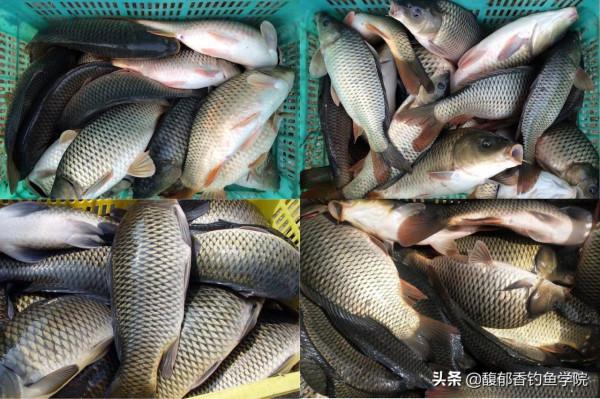 冬天釣魚，為什麼窩裡魚很多，魚口卻不好？原因如下