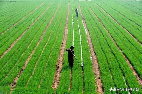 今年小麥播畝播種量是多少，怎麼確定，播種注意事項