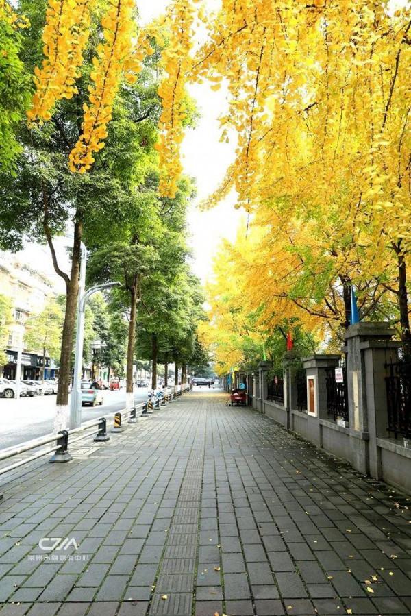滿城銀杏黃！金燦燦的城區觀賞圖鑑來了