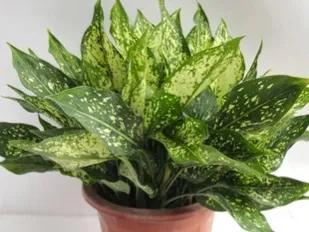 觀葉植物如何過冬？你準備好了嗎？