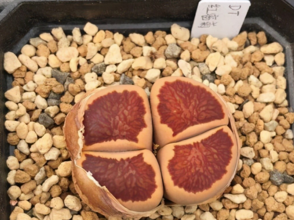 養蛻皮中的石生花,做好這4件事,才是名副其實的“富貴玉” 養蛻皮中的石生花,做好這4件事,才是名副其實的“富貴玉”