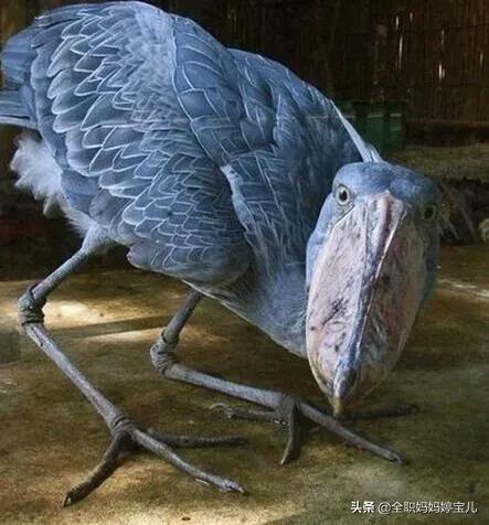 分享——稀奇古怪的鳥