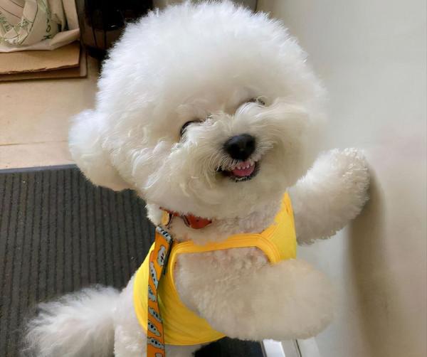 如果這些狗“隨你挑”，你會選哪隻帶回家？