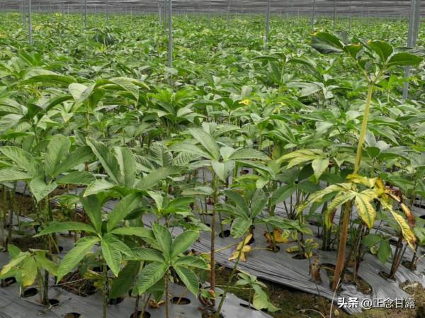 如何選購珠芽魔芋種子