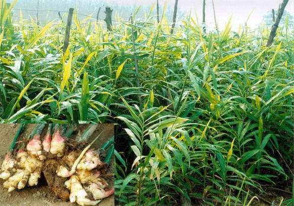 學中醫從認識中藥開始。生薑《解表藥》