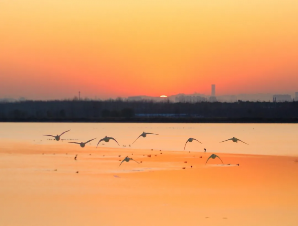 冬日精靈出沒山東！又是一年候鳥季，畫面美翻了！