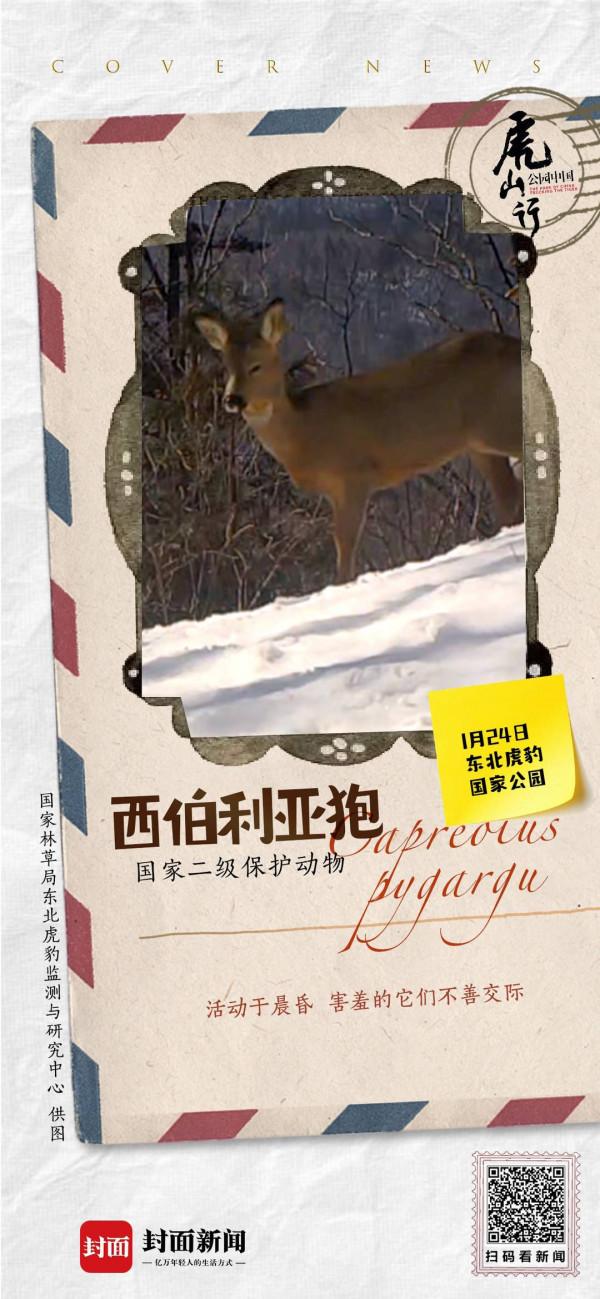 &OpenCurlyDoubleQuote;傻狍子&rdquo;不善言辭 有自己的保護機制｜來自東北虎豹國家公園的明信片