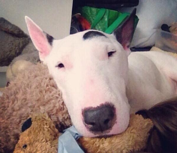 盤點幾種“很怕冷”的狗狗,這是凍成狗了嗎 盤點幾種“很怕冷”的狗狗,這是凍成狗了嗎