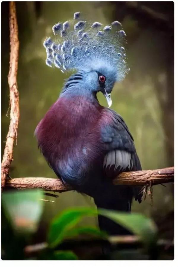 分享&mdash;&mdash;天生麗質的鳥兒