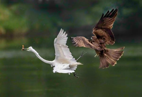 隼與大白鷺的故事