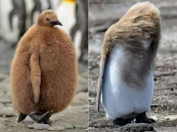 34張活久未見的照片，翠鳥在冰下潛水捕食，凍死還保持著潛水姿勢