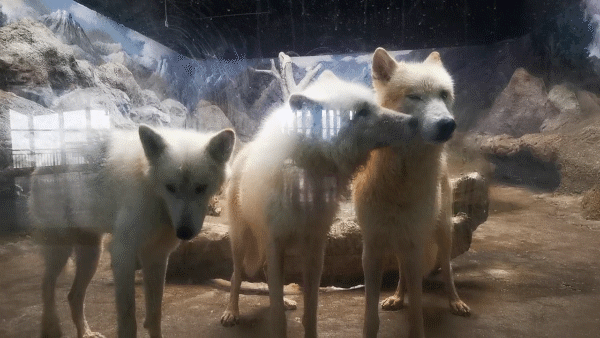 不穿秋褲的極地動物如何禦寒? 不穿秋褲的極地動物如何禦寒?