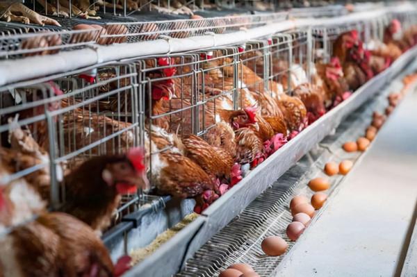 廣東大叔巧用椰子養雞,雞“瘦身苗條”面板白,年銷1000多萬元 廣東大叔巧用椰子養雞,雞“瘦身苗條”面板白,年銷1000多萬元