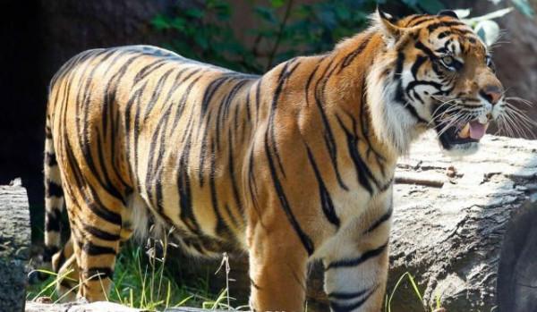 老虎再餓也有3不吃？這是為什麼？老虎到底有多厲害？