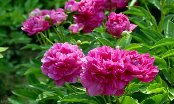 土壤永遠不板結,花草長得更旺盛,只需在盆裡加一些EM菌 土壤永遠不板結,花草長得更旺盛,只需在盆裡加一些EM菌