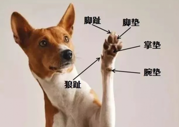 人離不開鹽，十天不吃鹽就渾身無力，那原始人怎麼辦？
