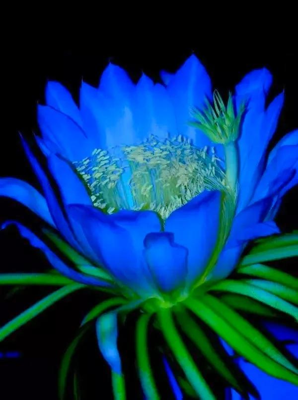 分享：曇花一現，精彩絕倫，讓人驚歎