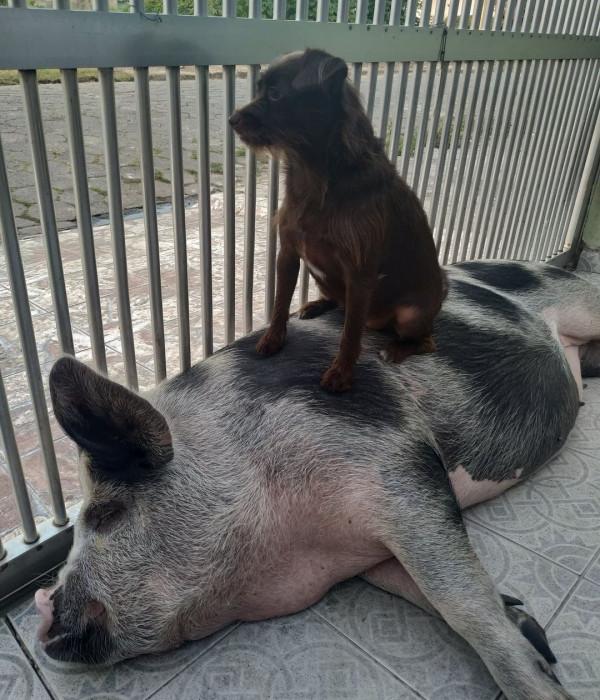 巴西女子買了只“迷你豬”,三年後成500斤大花豬 巴西女子買了只“迷你豬”,三年後成500斤大花豬