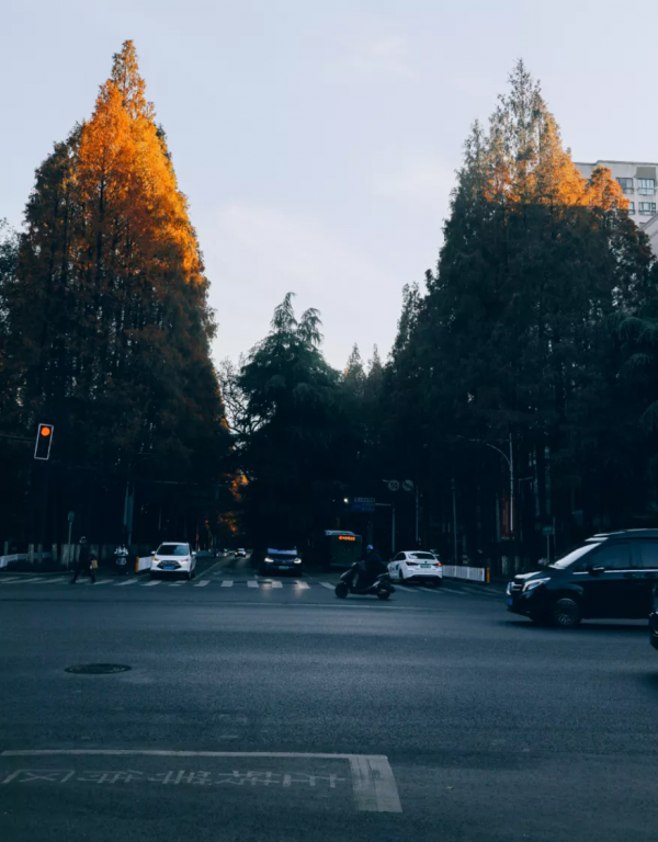 北京東路，喜提秋天