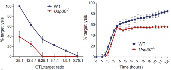 《科學》：重新整理認知！科學家首次發現，殺傷性T細胞持久的抗癌能力竟然有賴於線粒體的翻譯能力，而不是線粒體的代謝供能能力丨科學大發現