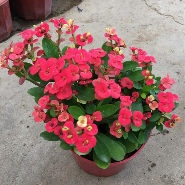 3種“養不死”的花，適合新手，不只是好養，關鍵很漂亮