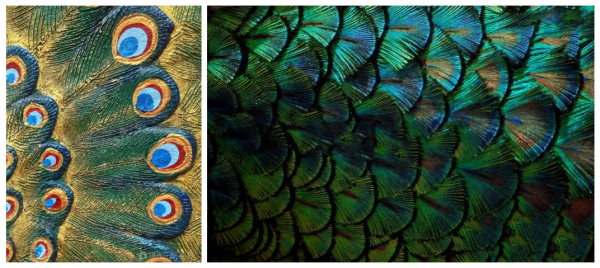 新品耀世 | MB20 Royal Peacock 皇家孔雀，典雅府邸的霓裳羽衣