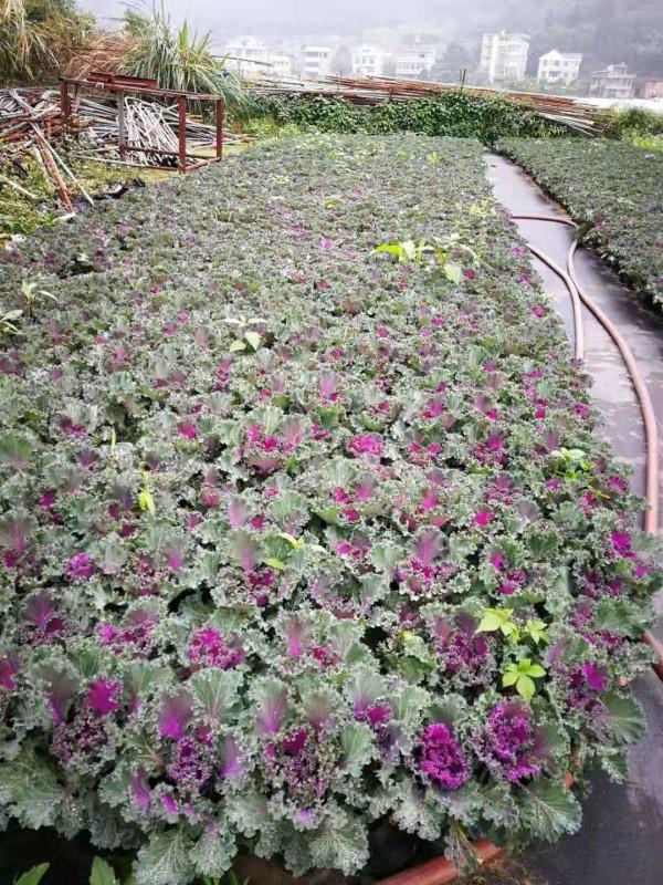 4步驟輕鬆栽種羽衣甘藍,見證它葉似“霓裳”,品味它爽口美味 4步驟輕鬆栽種羽衣甘藍,見證它葉似“霓裳”,品味它爽口美味