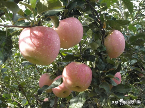 良心價!西集鎮脆甜的頭茬蘋果上市啦!採摘持續至10月底!快來吧 良心價!西集鎮脆甜的頭茬蘋果上市啦!採摘持續至10月底!快來吧