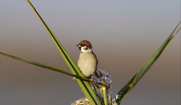 東江攬勝：天天相見不相識，國內五種常見麻雀你能分清嗎？