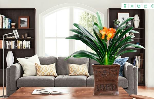 7種健康花，吸廢氣，造氧氣，客廳養一盆，空氣越來越乾淨