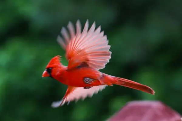 自然界的紅色精靈！一種是遊戲角色原型，一個是高雅“貴婦”