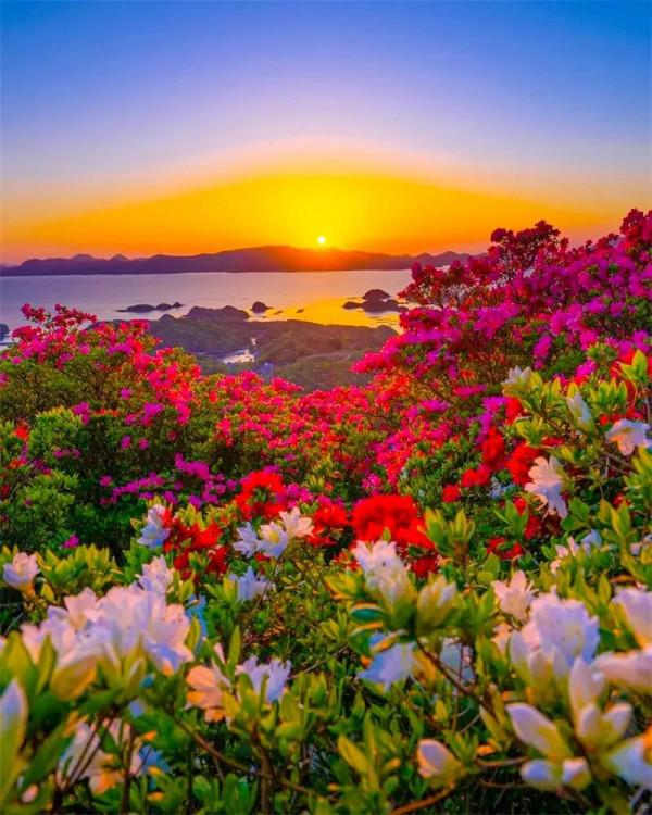 分享：五彩斑斕，千姿百態的花海，視覺盛宴，像仙境一般美麗