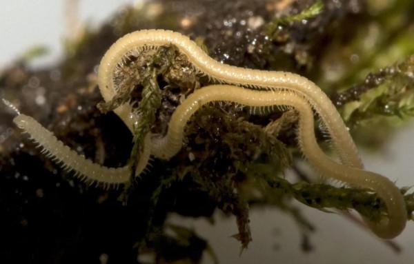 腳腳最多的動物 腳腳最多的動物