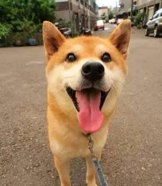 科學長肉:柴犬太瘦了,有哪些“增肥”方法? 科學長肉:柴犬太瘦了,有哪些“增肥”方法?