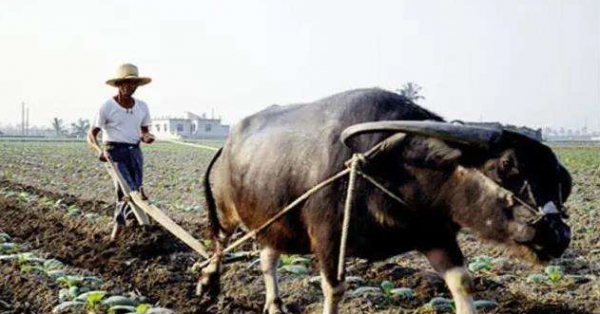 文物專家花1800元，從山東農民家買2捆柴火，如今成國寶禁止出境