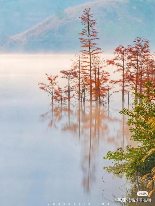 浙江紅杉林景點