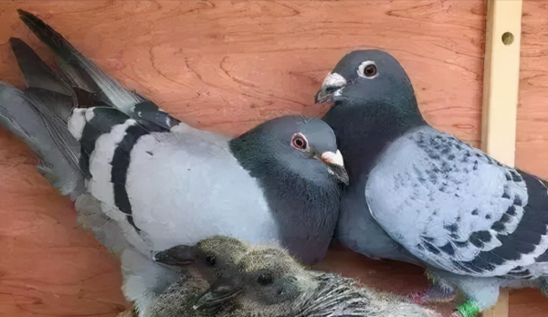 如何更好地儲存鴿子蛋? 如何更好地儲存鴿子蛋?