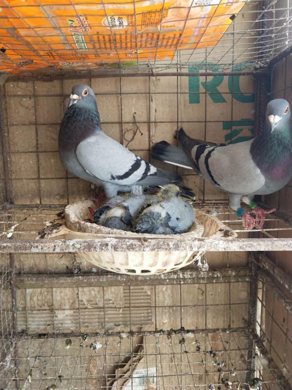 信鴿足環問題必須要重視