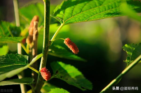 老獸醫：桑葉煮水+蜂蜜，方法簡單，一招去除養雞人3大煩惱