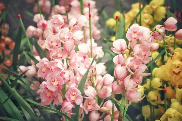 才發現這3種花怕冷,溫度低時扣個帽子,那叫一個美,給大家瞧瞧 才發現這3種花怕冷,溫度低時扣個帽子,那叫一個美,給大家瞧瞧