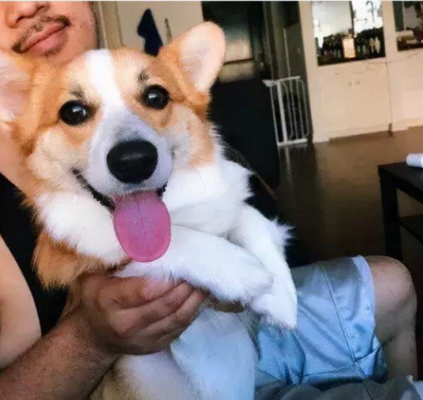 “有眉毛”的狗竟然這麼有魅力