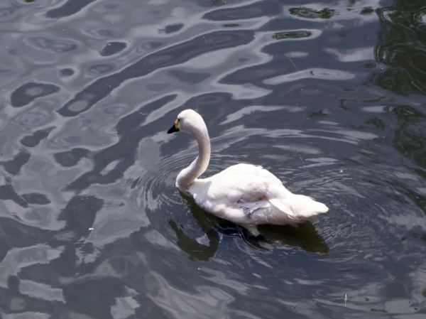 憨態可掬惹人愛！這樣的小可愛，誰能忍心拒絕呢？