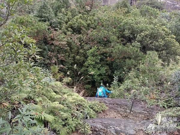 大羅山有處“二師兄”奇石，惟妙惟肖，你可找到過？