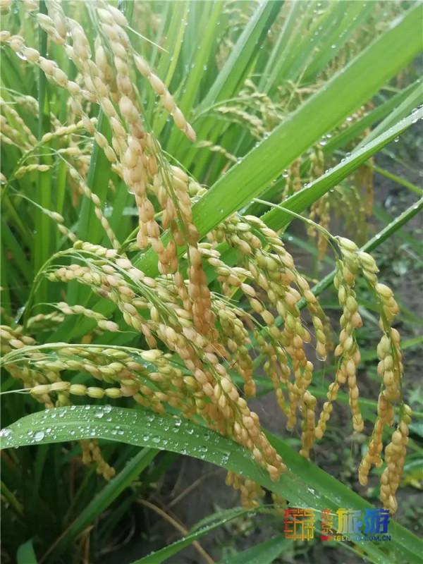 美哭了！不用去雲貴高原，在北京就能欣賞到的超美梯田，還免門票~