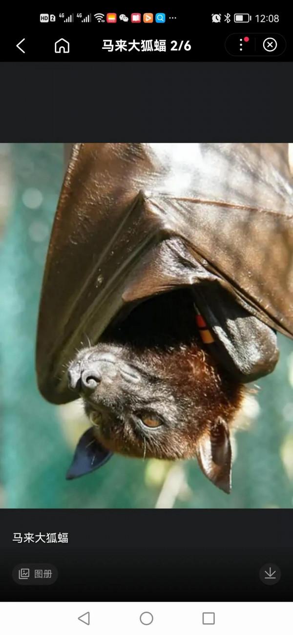 世界最大的蝙蝠