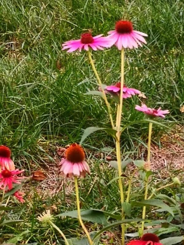 林深 （詩歌外九首）北京 張新貴